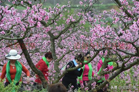 桃花象徵